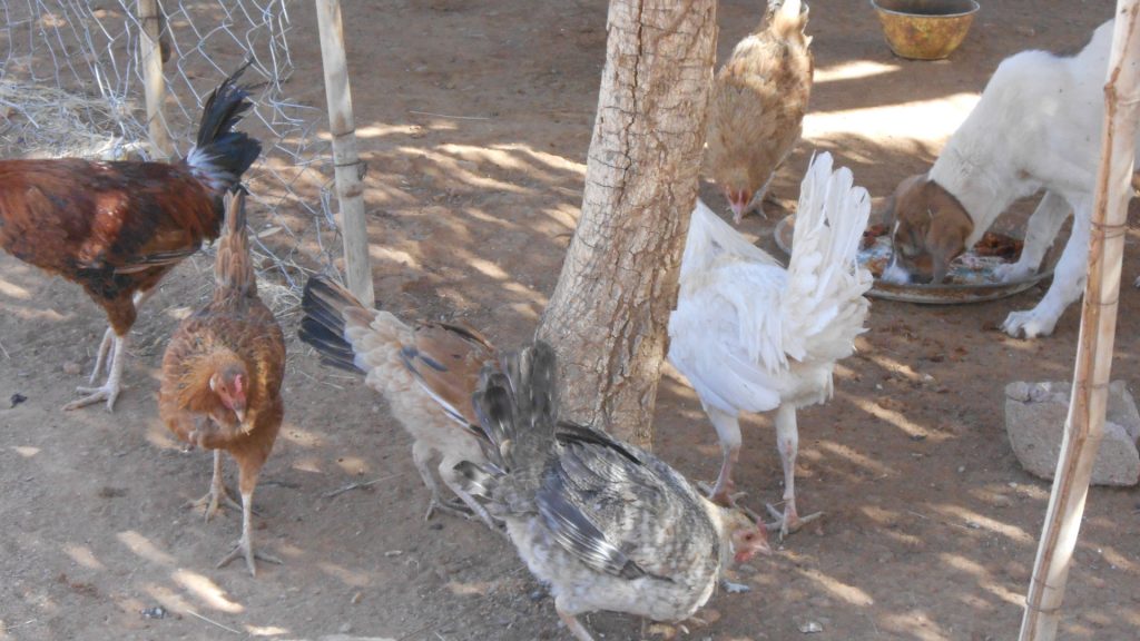 Chicken project for school for deaf children