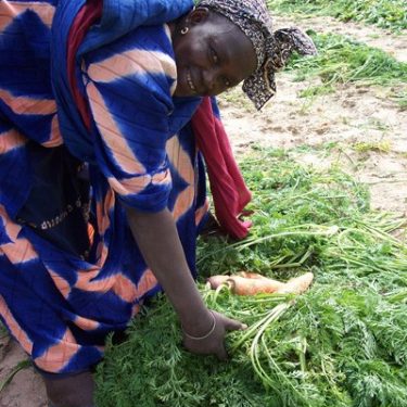 landbouwhandel - vrouwen laten hun inkomen groeien in senegal