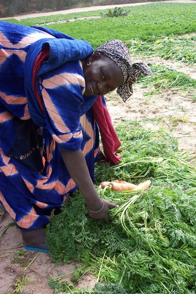 landbouwhandel - vrouwen laten hun inkomen groeien in senegal