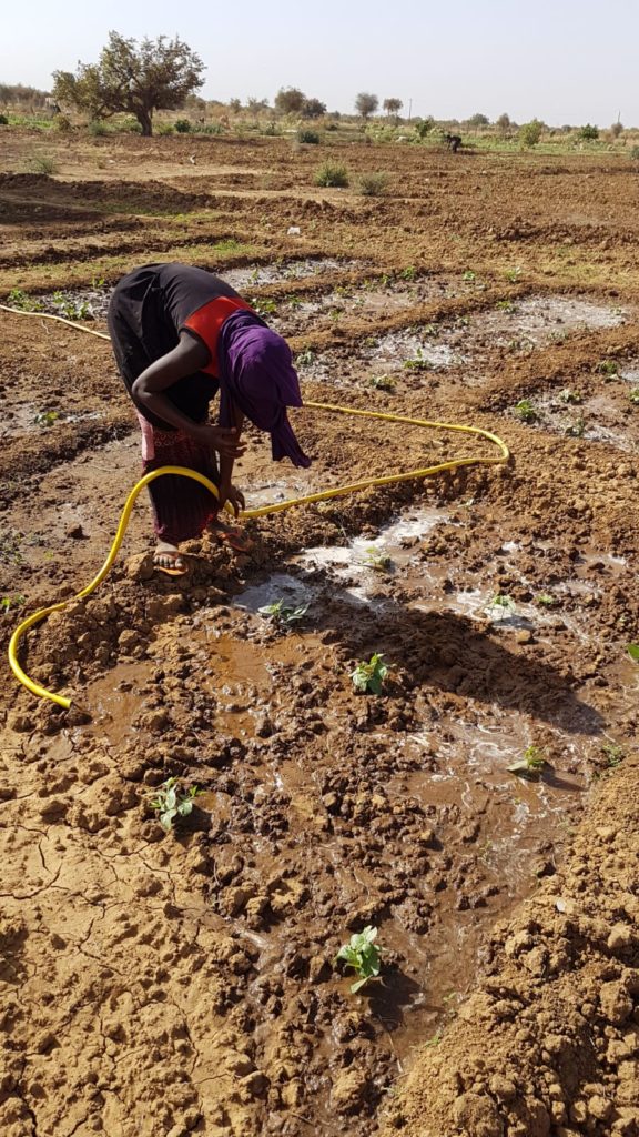 Pieter voerde jaren actie en nu pompt de zon landbouwwater in de Sahel