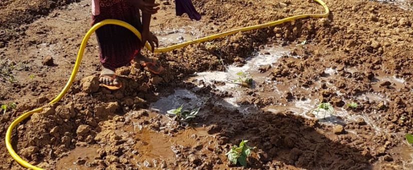 Pieter voerde jaren actie en nu pompt de zon landbouwwater in de Sahel